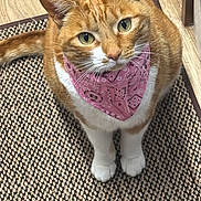 Mia is registered to the contest to win money with this photo: cat, orange_cat, white_paws, bandana, pink_bandana, pet, indoor, curious, sitting, looking_up, green_eyes, whiskers, feline, domestic_cat, floor_rug, woven_rug, wood_floor, cute, animal, close_up
