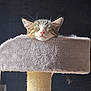 Mirabelle a rejoint le concours — aidez-le/la à gagner de superbes lots ! kitten, cat, sleeping, cat_tree, furniture, pet, indoor, cozy, fur, whiskers, pink_nose, relaxation, cute, animal, fluffy, face, ears, resting, close_up, soft