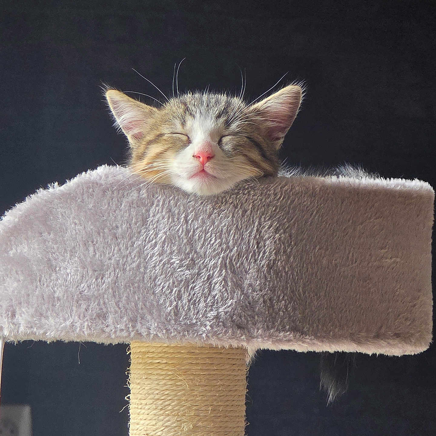 Mirabelle a rejoint le concours — aidez-le/la à gagner de superbes lots ! animal, cat, cat_tree, close_up, cozy, cute, ears, face, fluffy, fur, furniture, indoor, kitten, pet, pink_nose, relaxation, resting, sleeping, soft, whiskers