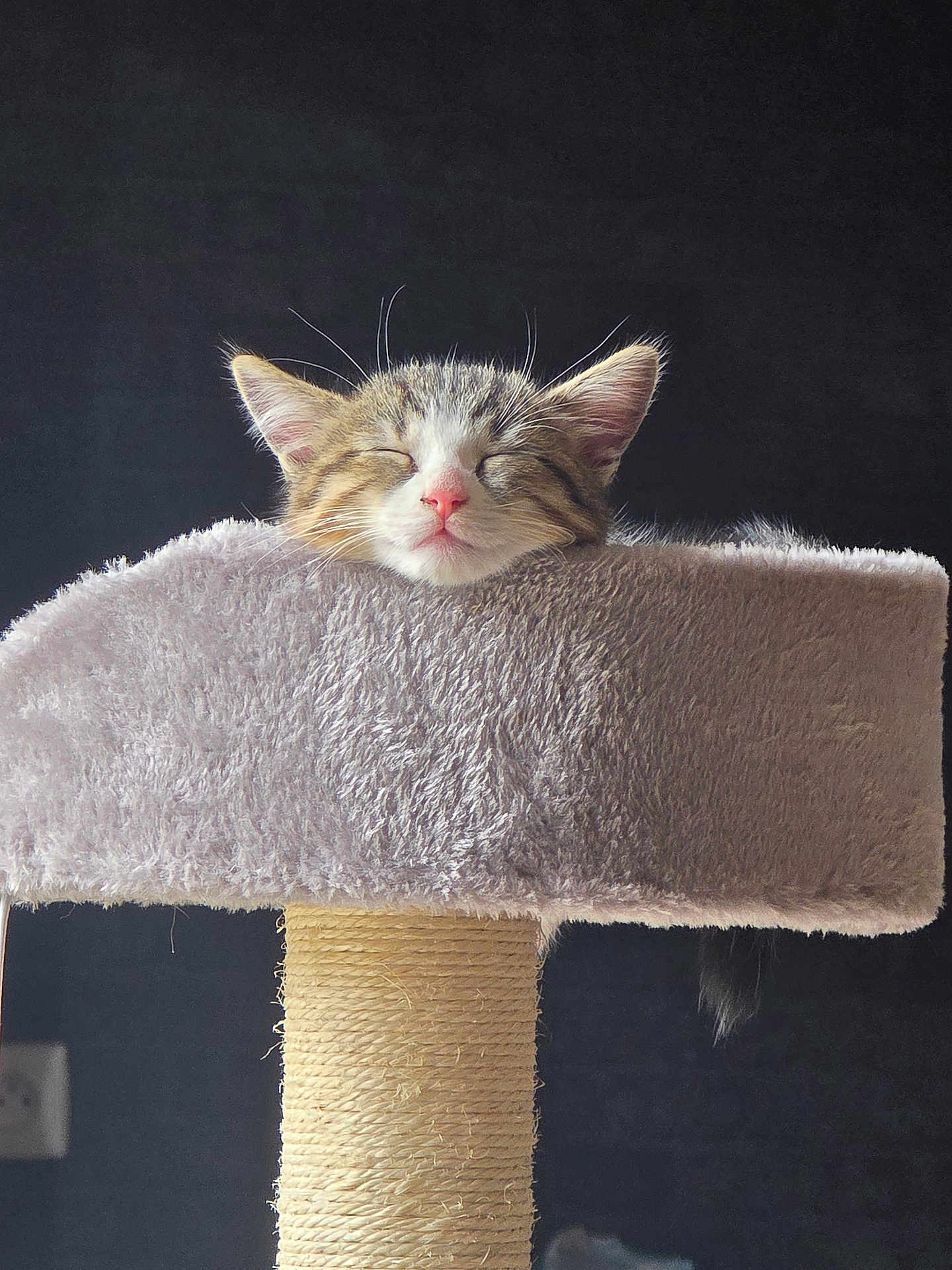 Mirabelle a rejoint le concours — aidez-le/la à gagner de superbes lots ! kitten, cat, sleeping, cat_tree, furniture, pet, indoor, cozy, fur, whiskers, pink_nose, relaxation, cute, animal, fluffy, face, ears, resting, close_up, soft