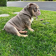 Rolo joined the competition — help win amazing prizes! bulldog, puppy, dog, grass, outdoor, suburban, house, car, toy, remote_control, pet, animal, greenery, side_view, cute, wrinkles, sitting, daytime, nature, playful