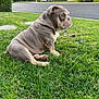 bulldog, puppy, dog, grass, outdoor, suburban, house, car, toy, remote_control, pet, animal, greenery, side_view, cute, wrinkles, sitting, daytime, nature, playful