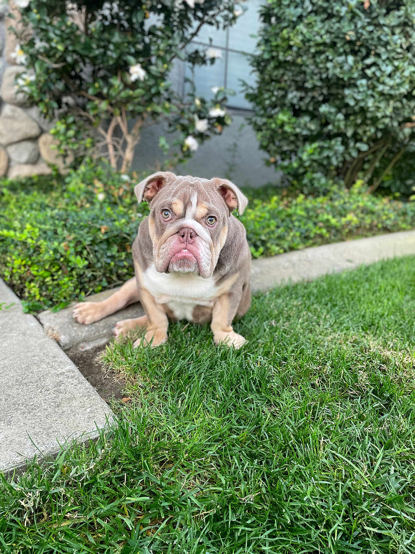 Rolo