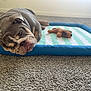 Rolo joined the competition — help win amazing prizes! bulldog, puppy, sleeping, bed, plush_toy, carpet, indoor, pet, dog, animal, resting, cozy, blue_border, striped, soft_light, wrinkles, cute, peaceful, close_up, floor