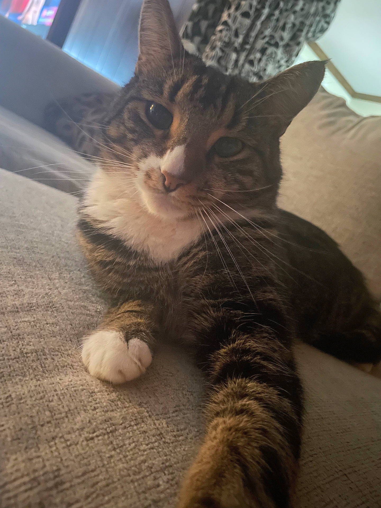 Leo joined the competition — help win amazing prizes! animal, cat, closeup, comfortable, couch, cozy, curious, feline, fur, home, indoor, living_room, paw, pet, relaxed, resting, soft_light, stretching, tabby, whiskers