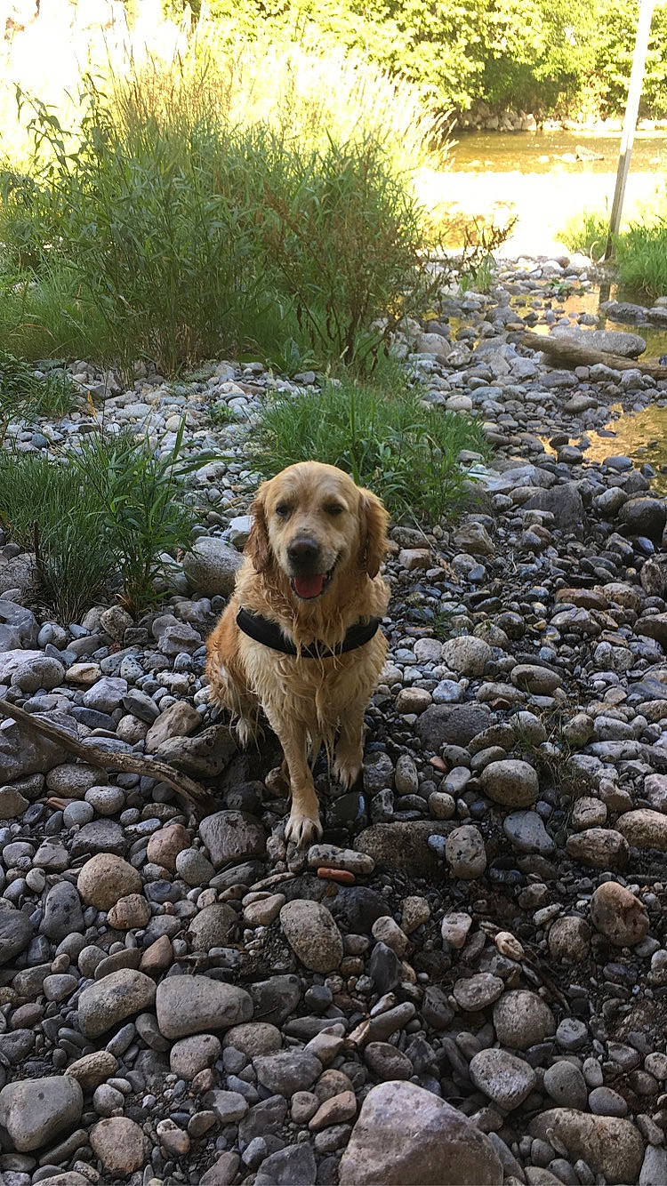 Java a rejoint le concours — aidez-le/la à gagner de superbes lots ! adventure, bedrock, canidae, carnivore, cobblestone, companion_dog, dog, dog_breed, fawn, grass, gun_dog, landscape, pebble, plant, road_surface, rock, snout, soil, sporting_group, tail