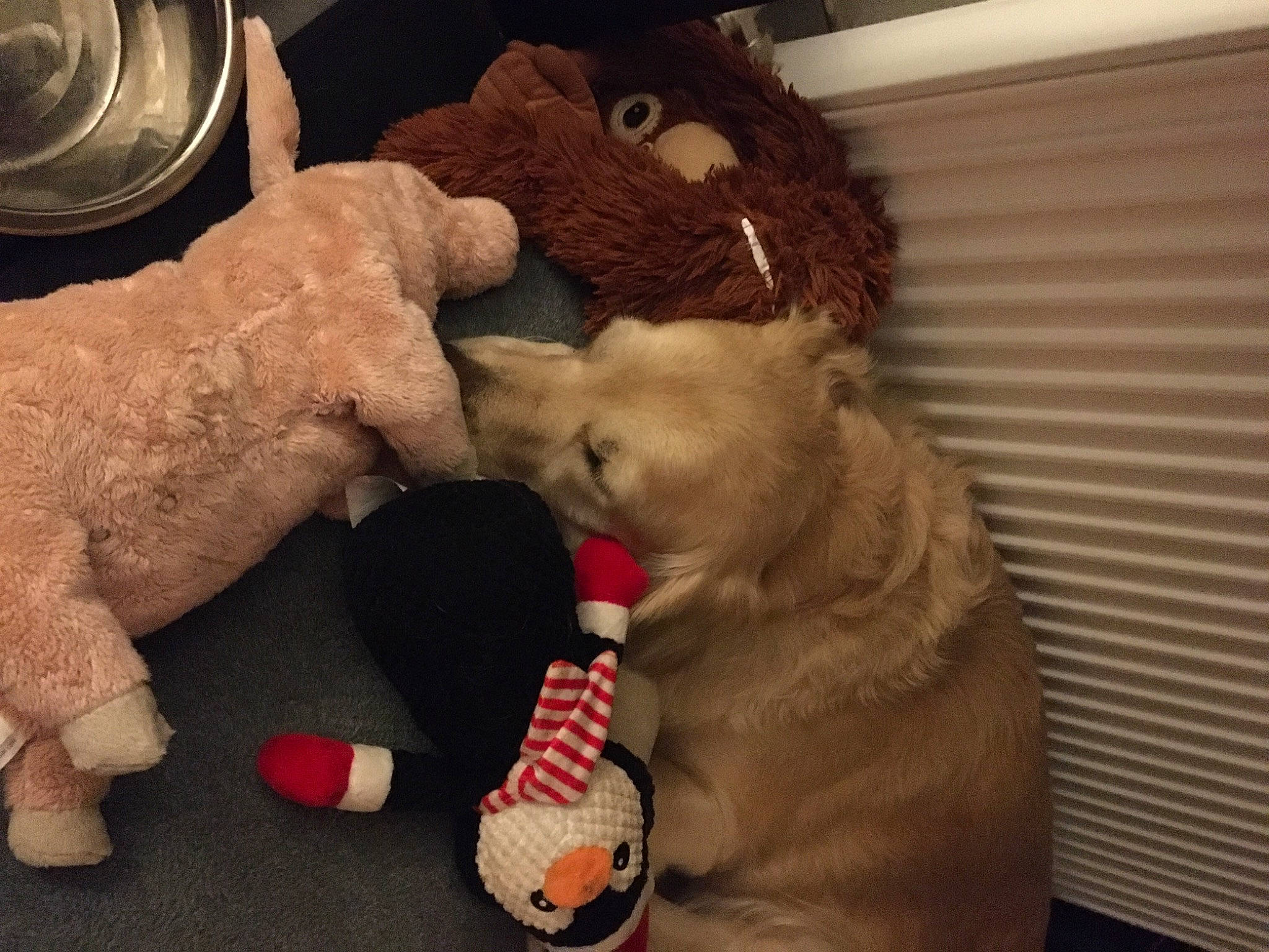 Java participe au concours pour gagner de l'argent avec cette photo : carnivore, companion_dog, dog, dog_breed, dog_supply, fawn, felidae, fur, mammal, paw, pet_supply, plush, small_to_medium_sized_cats, snout, sporting_group, stuffed_toy, tail, toy, vertebrate, working_animal