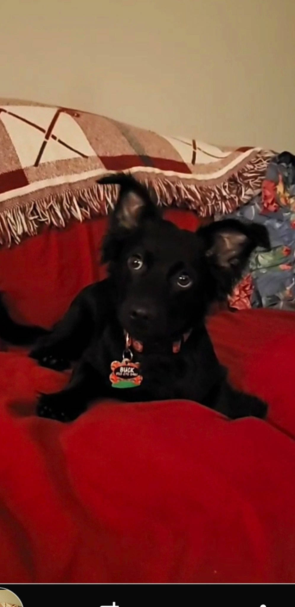 Buck is registered to the contest to win money with this photo: canidae, carmine, carnivore, companion_dog, dog, dog_breed, event, flooring, fur, guard_dog, mudi, non_sporting_group, snout, sporting_group, tent, working_animal, working_dog