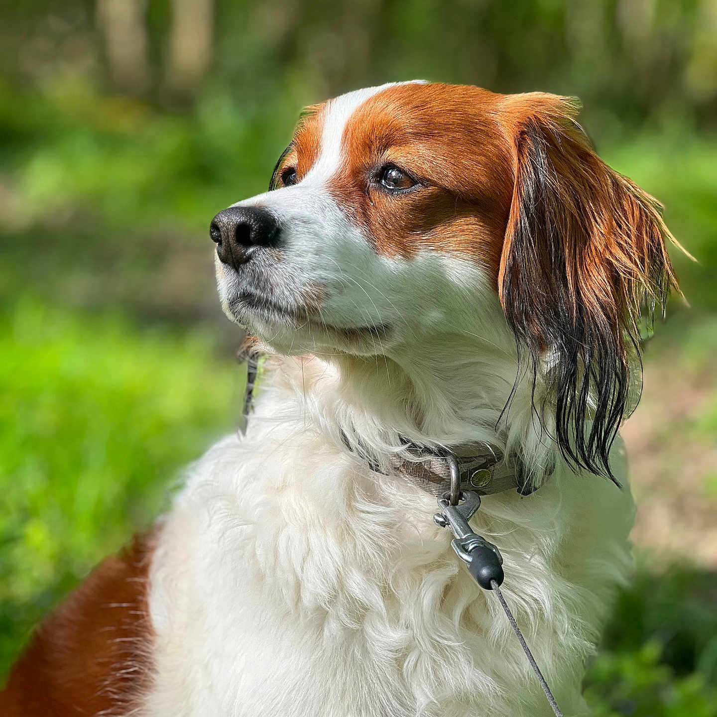 Puccini participe au concours pour gagner de l'argent avec cette photo : animal, background_blur, brown, canine, closeup, collar, dog, fluffy, forest, fur, greenery, leash, looking_away, nature, outdoor, peaceful, pet, portrait, sunlight, white