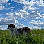 dog, grass, field, clouds, sky, outdoor, nature, pet, canine, fluffy, daylight, leash, greenery, sunlight, peaceful, animal, mammal, walking, summer, scenery