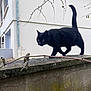 Henri participe au concours pour gagner de l'argent avec cette photo : black_cat, cat, animal, outdoor, wall, stone_wall, moss, branch, building, urban, pet, feline, walking, nature, curious, whiskers, tail_up, daytime, quiet, alone