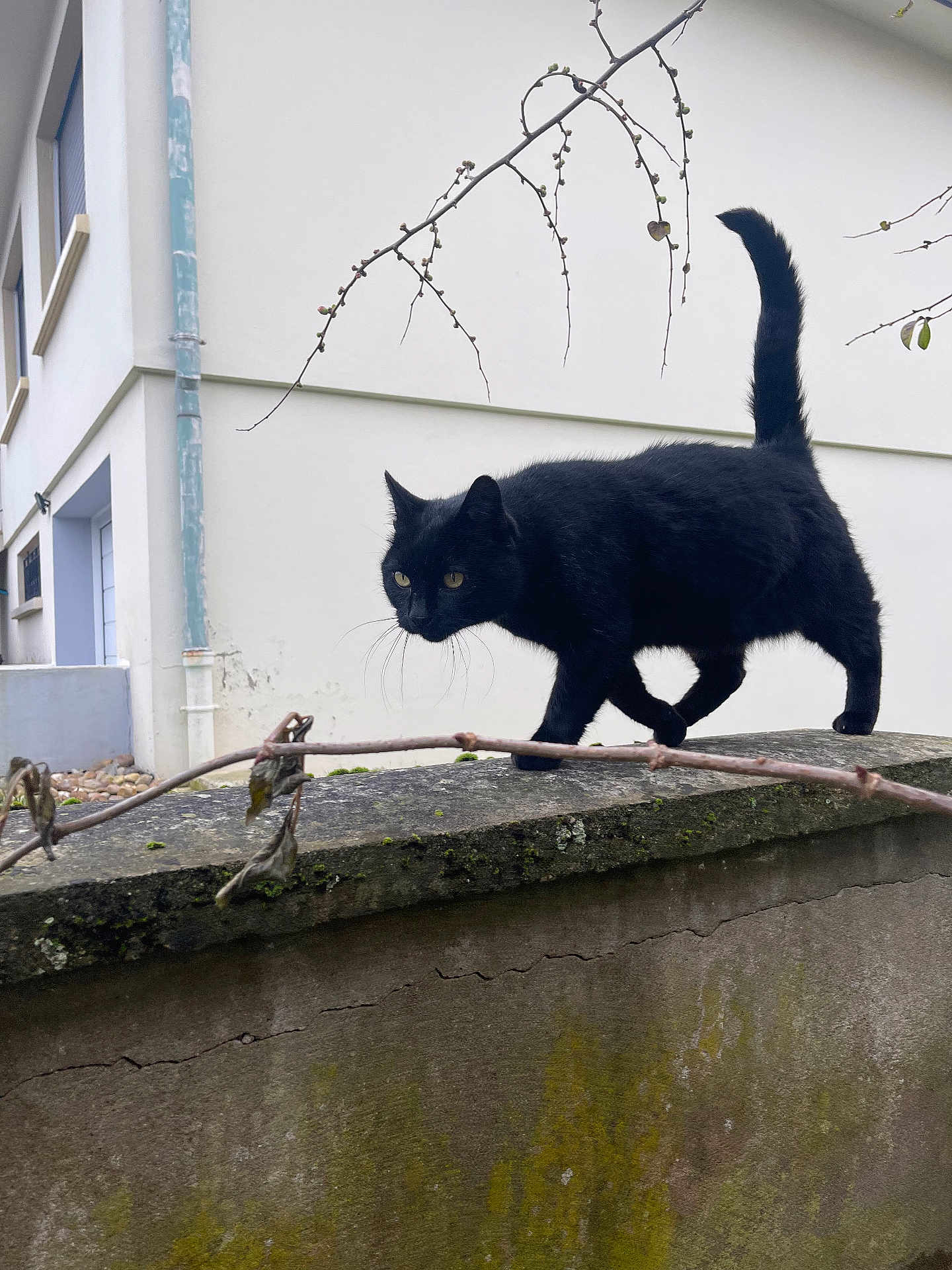 Henri participe au concours pour gagner de l'argent avec cette photo : black_cat, cat, animal, outdoor, wall, stone_wall, moss, branch, building, urban, pet, feline, walking, nature, curious, whiskers, tail_up, daytime, quiet, alone