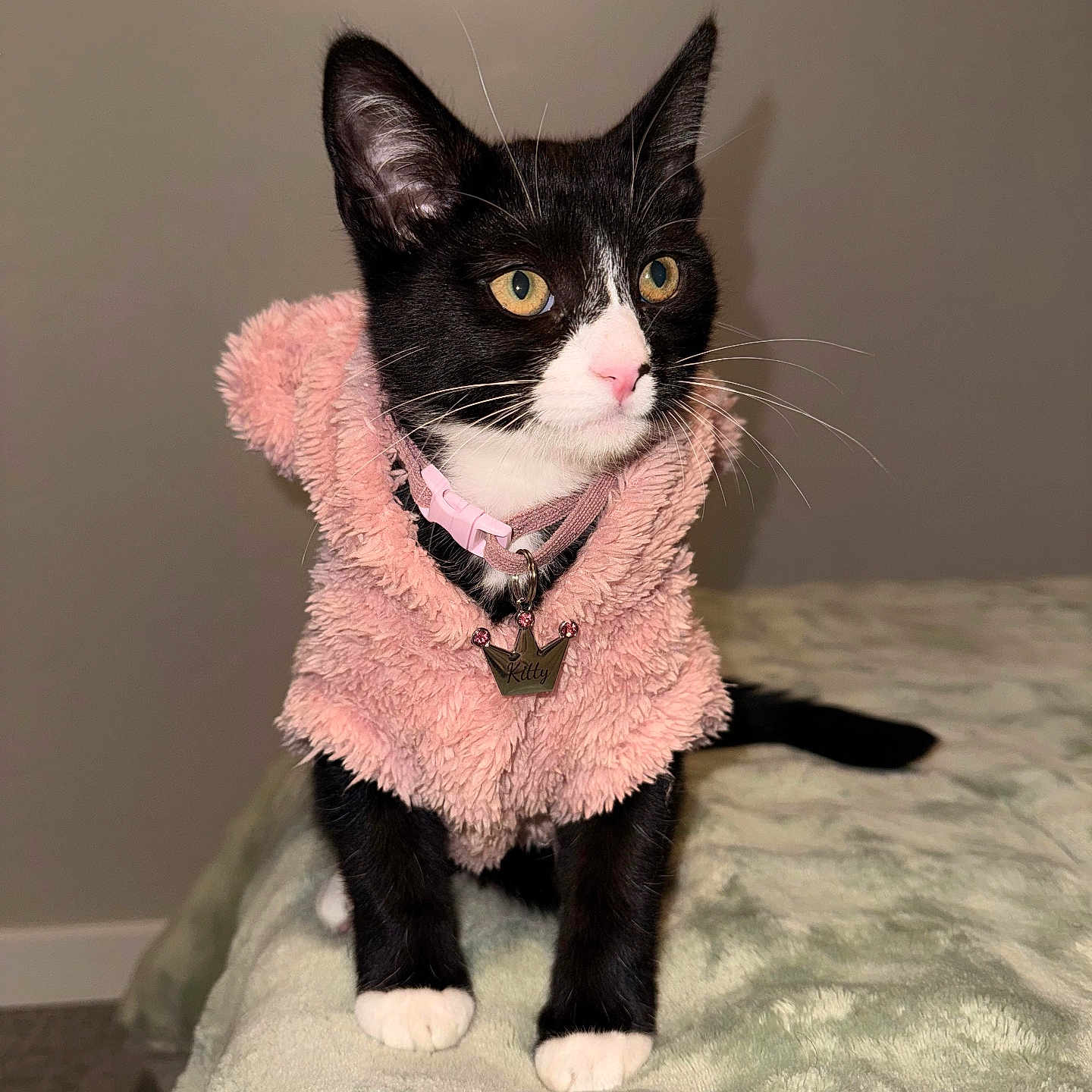 Kitty joined the competition — help win amazing prizes! cat, black_and_white, pink_hoodie, pet, indoor, feline, animal, yellow_eyes, soft_texture, blanket, cute, whiskers, collar, kitten, domestic, fur, pink_nose, sitting, bedroom, cozy