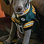 Luna is registered to the contest to win money with this photo: puppy, dog, green_bay_packers, jersey, pet, animal, indoor, carpet, couch, collar, tag, sitting, cute, young_dog, ears, face, fur, floor, looking_up, domestic_animal