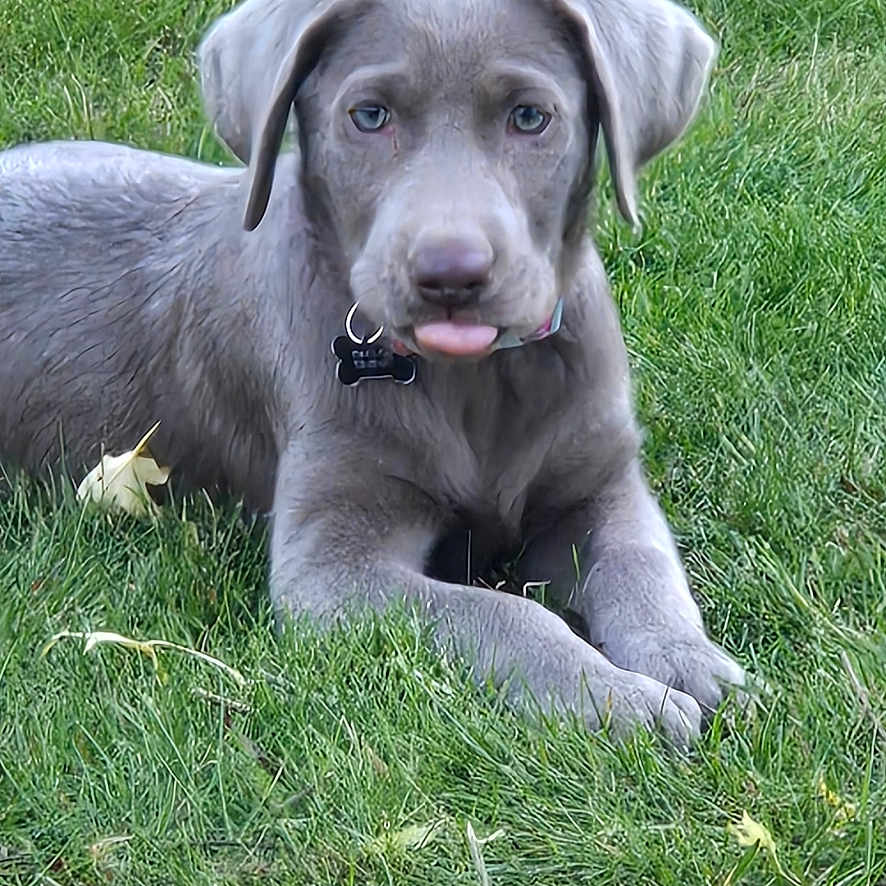 Luna joined the competition — help win amazing prizes! animal, canine, collar, cute, daylight, dog, fur, grass, green, leaf, lying_down, nature, outdoor, pet, playful, puppy, relaxed, stick, tongue_out, young