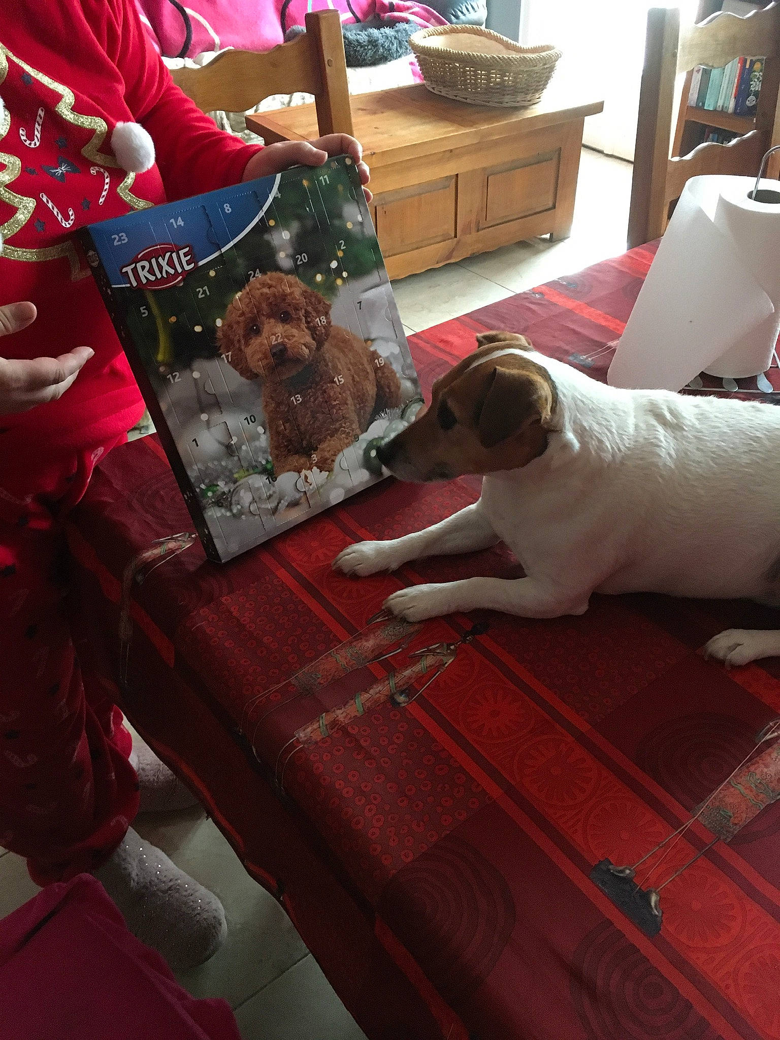 Jessy a rejoint le concours — aidez-le/la à gagner de superbes lots ! carnivore, comfort, companion_dog, couch, dog, dog_breed, fawn, flesh, flooring, fur, hardwood, lamp, lap, living_room, pillow, room, sporting_group, table, tableware, wood