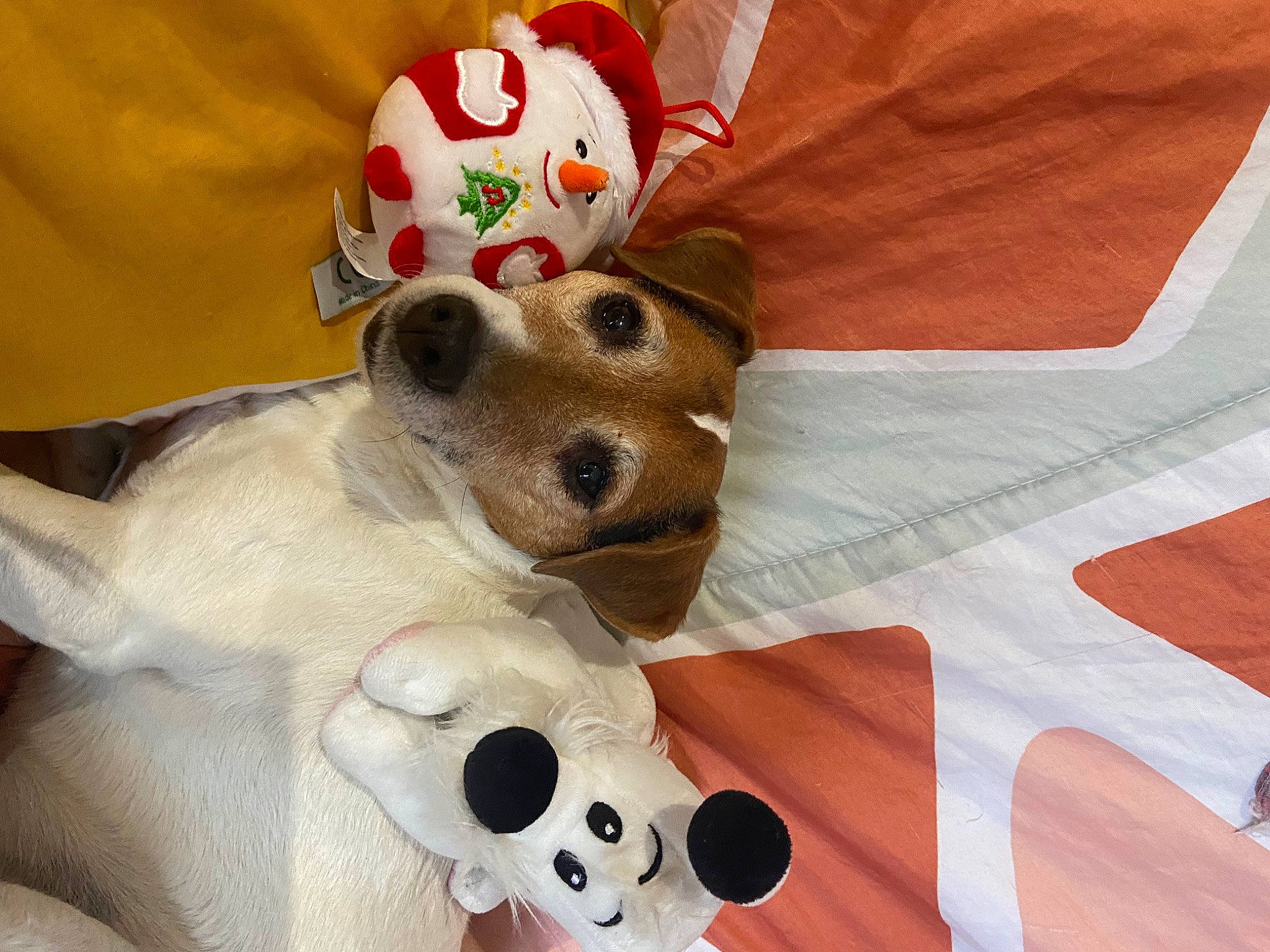 Jessy participe au concours pour gagner de l'argent avec cette photo : carmine, carnivore, comfort, companion_dog, dog, dog_breed, dog_supply, fawn, linens, pattern, pillow, plush, snout, stuffed_toy, textile, toy, toy_dog, whiskers, white, working_animal