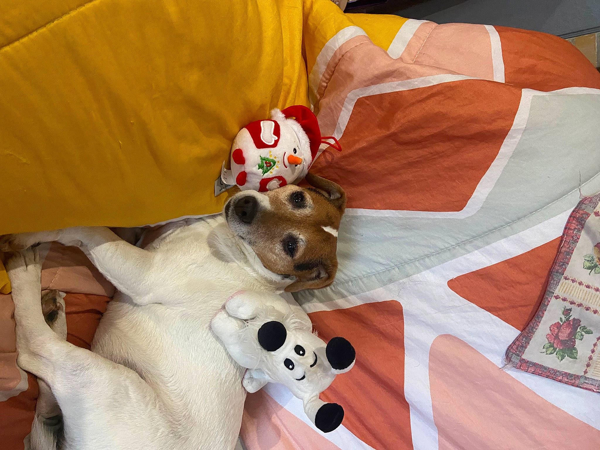 Jessy participe au concours pour gagner de l'argent avec cette photo : bedding, canidae, carmine, carnivore, comfort, companion_dog, couch, dog, dog_breed, dog_supply, fawn, fur, linens, pattern, plush, sporting_group, stuffed_toy, textile, toy, working_animal