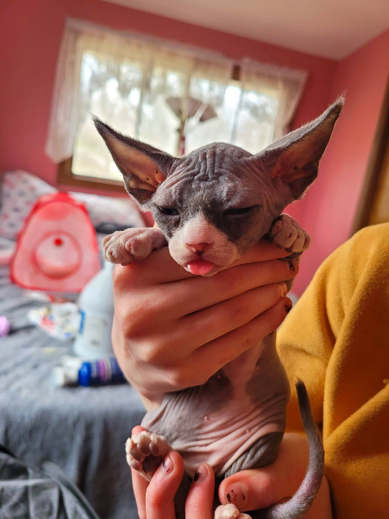 Serafina is registered to the contest to win money with this photo: baby, child, ear, fawn, felidae, finger, fur, gesture, hand, happy, mammal, nail, small_to_medium_sized_cats, thumb, toddler, whiskers