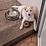 puppy, dog, white_dog, toy, donut_toy, water_bowl, metal_bowl, concrete, step, floor_tiles, indoor, curious, pet, animal, resting, young_dog, fur, ears, paw, looking_up