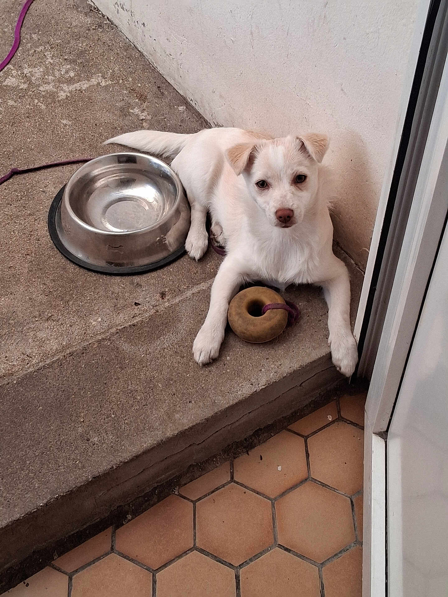 Ambre participe au concours pour gagner de l'argent avec cette photo : puppy, dog, white_dog, toy, donut_toy, water_bowl, metal_bowl, concrete, step, floor_tiles, indoor, curious, pet, animal, resting, young_dog, fur, ears, paw, looking_up
