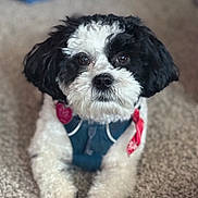 Wally joined the competition — help win amazing prizes! dog, black_and_white, fluffy, carpet, harness, bandana, pet, indoor, cute, animal, fur, laying_down, close_up, small_dog, domestic_animal, companion, adorable, friendly, mammal, portrait