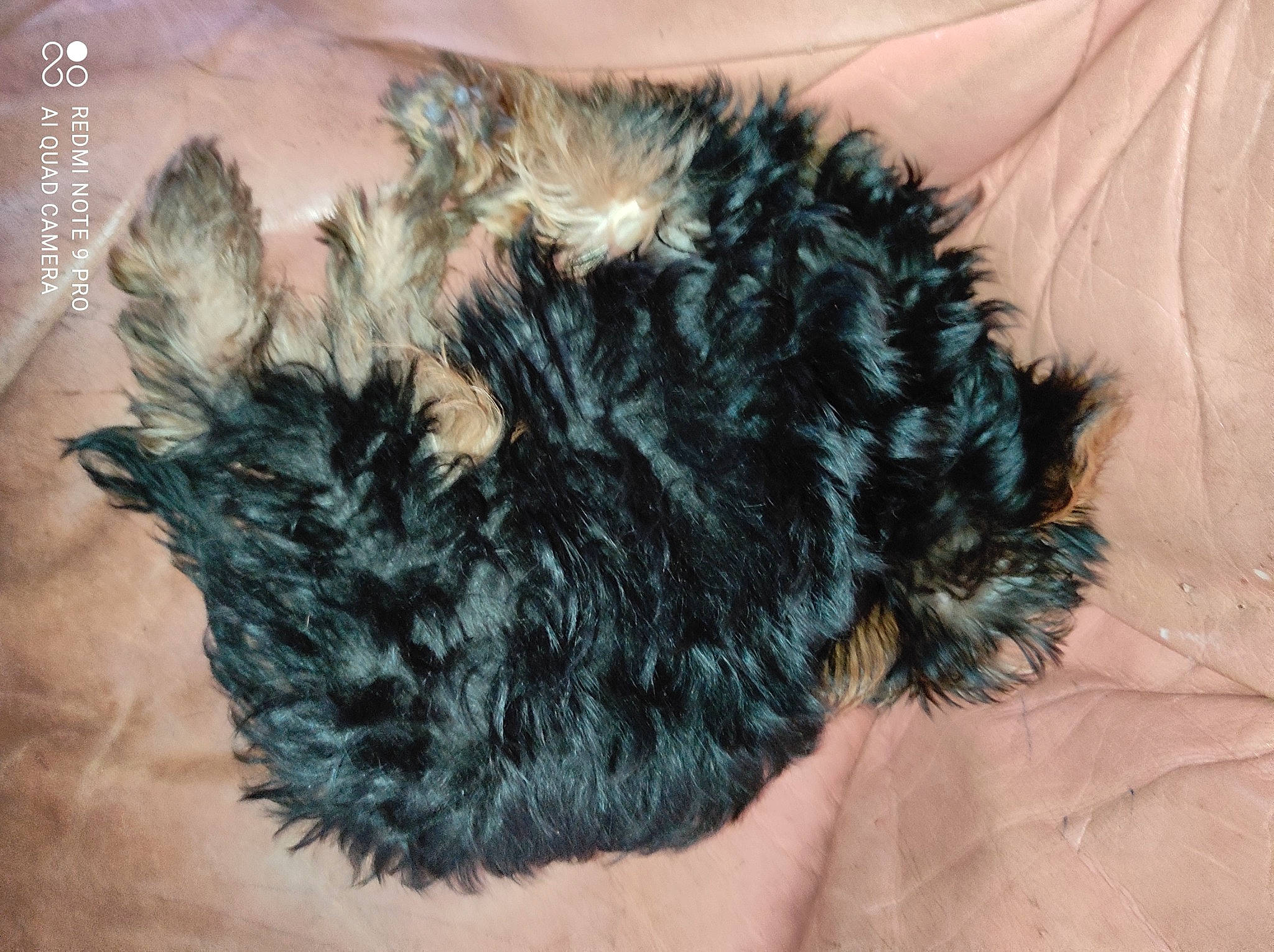 Romy a rejoint le concours — aidez-le/la à gagner de superbes lots ! dog_breed, dress, electric_blue, fashion_accessory, feather, fur, natural_material, paw, sporting_group, tail, toy, wool