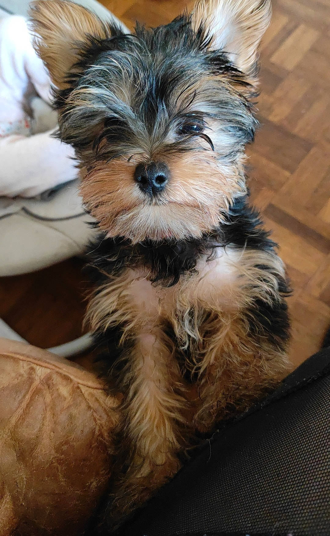 Romy a rejoint le concours — aidez-le/la à gagner de superbes lots ! biewer_terrier, canidae, carnivore, companion_dog, dog, dog_breed, dog_supply, ear, fawn, fur, liver, small_terrier, snout, sporting_group, terrestrial_animal, terrier, toy_dog, working_animal, yorkipoo, yorkshire_terrier