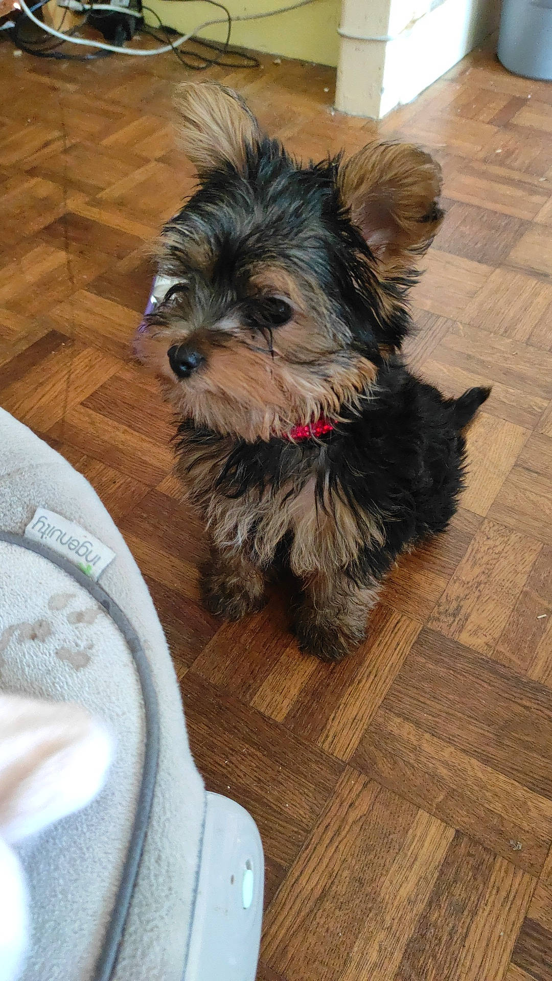 Romy a rejoint le concours — aidez-le/la à gagner de superbes lots ! carnivore, comfort, companion_dog, dog, dog_breed, dog_supply, fawn, flooring, hardwood, laminate_flooring, plank, small_terrier, snout, terrier, toy_dog, varnish, wood, wood_flooring, wood_stain, working_animal