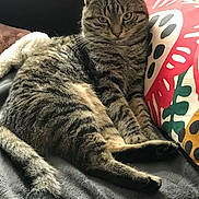 Nano a rejoint le concours — aidez-le/la à gagner de superbes lots ! cat, tabby, pet, animal, feline, indoor, resting, blanket, pillow, striped, fur, whiskers, ears, tail, relaxed, couch, comfortable, closeup, domestic_cat, home