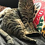cat, tabby, pet, animal, feline, indoor, resting, blanket, pillow, striped, fur, whiskers, ears, tail, relaxed, couch, comfortable, closeup, domestic_cat, home