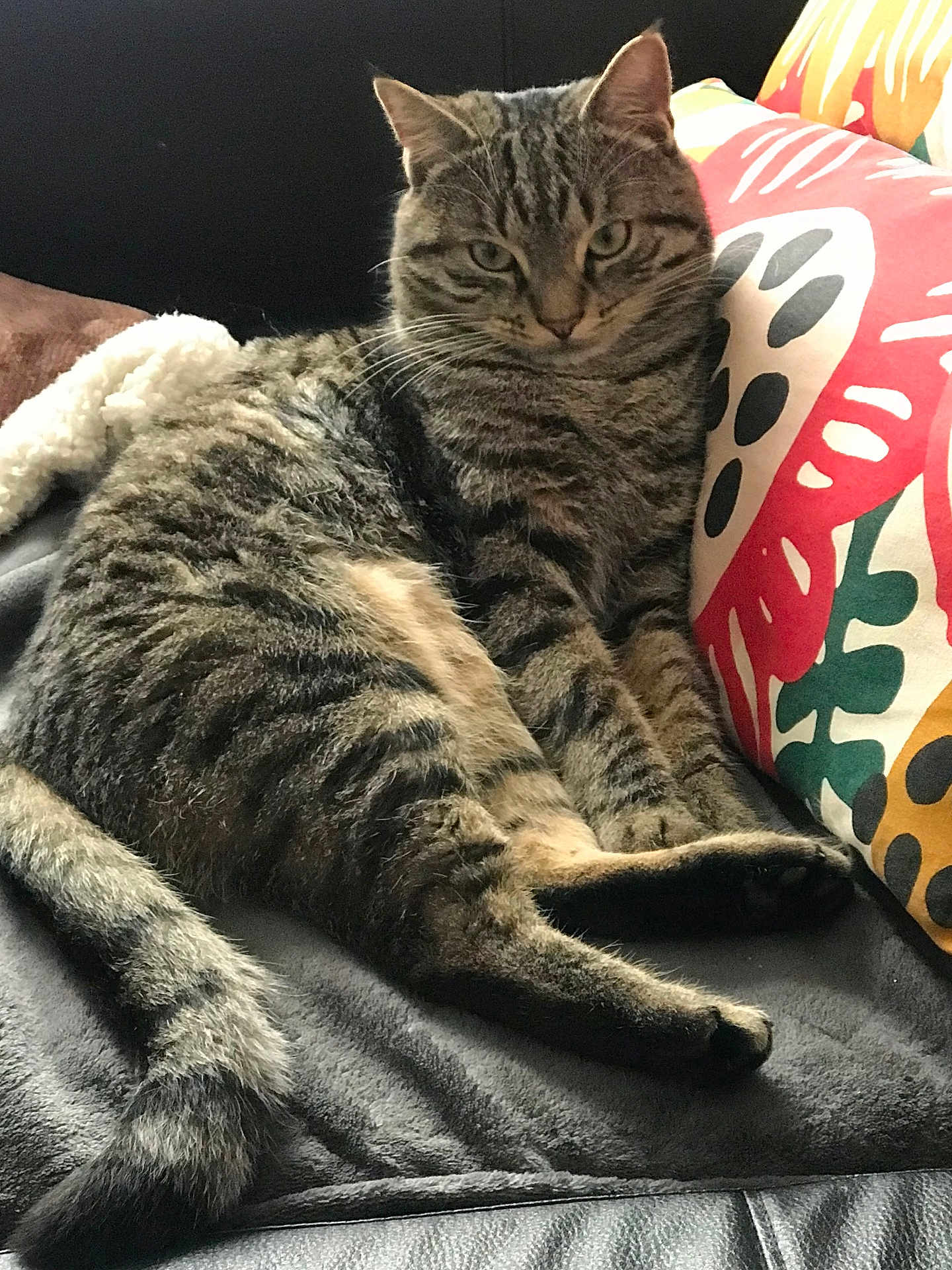 Nano a rejoint le concours — aidez-le/la à gagner de superbes lots ! cat, tabby, pet, animal, feline, indoor, resting, blanket, pillow, striped, fur, whiskers, ears, tail, relaxed, couch, comfortable, closeup, domestic_cat, home