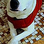 dog, white_dog, red_jacket, crossed_paws, mosaic_floor, tile_floor, relaxed, pet, indoor, sleepy, calm, animal, canine, fur, cute, resting, domestic_animal, companion, quiet, peaceful