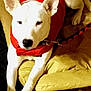 Pauly is registered to the contest to win money with this photo: dog, white_dog, red_jacket, leash, yellow_cushions, floor_tiles, indoor, pet, animal, canine, resting, paws, ears, snout, fur, collar, comfort, household, relaxed, cute
