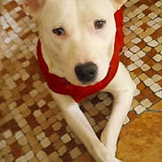 Pauly is registered to the contest to win money with this photo: dog, white_dog, red_clothing, pet, floor, tile_floor, crossed_legs, indoors, animal, canine, ears_up, looking_up, cute, domestic_animal, fur, mammal, resting, companion, portrait, laying_down