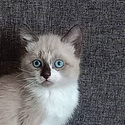 Alpine a rejoint le concours — aidez-le/la à gagner de superbes lots ! animal, blue_eyes, cat, close_up, curious, cute, domestic_cat, ears, face, feline, fluffy, furry, gray_background, indoor, kitten, pet, portrait, small, whiskers, young