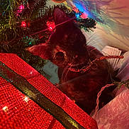 Bubbles is registered to the contest to win money with this photo: cat, christmas_lights, christmas_tree, closeup, collar, colorful_lights, curious, cute, decorations, festive, gift_box, green, holiday, indoor, kitten, pet, red, shadow, tortoiseshell, whiskers