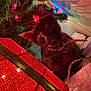 cat, christmas_lights, christmas_tree, closeup, collar, colorful_lights, curious, cute, decorations, festive, gift_box, green, holiday, indoor, kitten, pet, red, shadow, tortoiseshell, whiskers