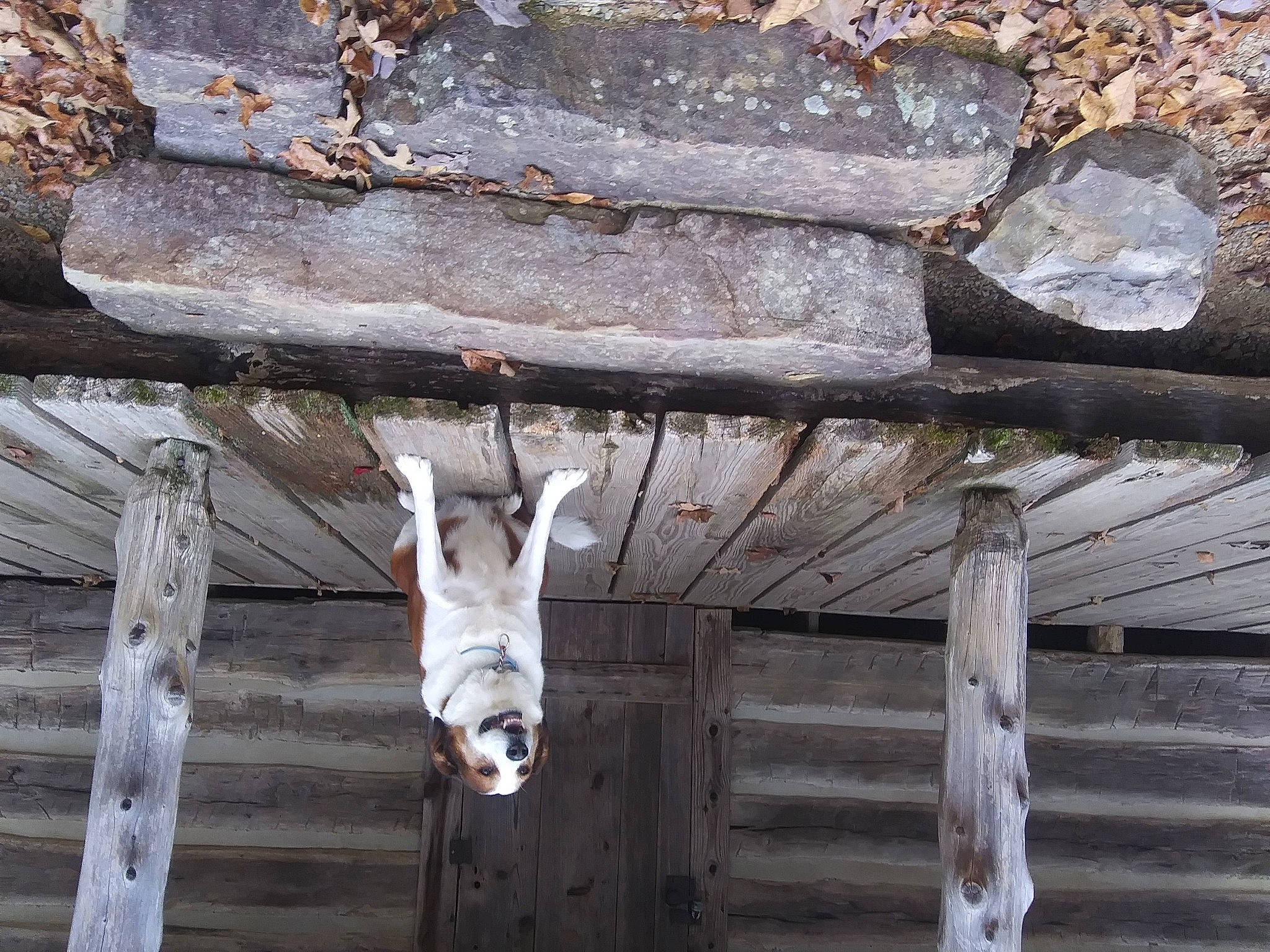 Bella Kate joined the competition — help win amazing prizes! beam, brick, brickwork, ceiling, concrete, door, facade, fawn, metal, recreation, rock, roof, rope, snout, symbol, terrestrial_animal, twig, wall, wildlife, wood