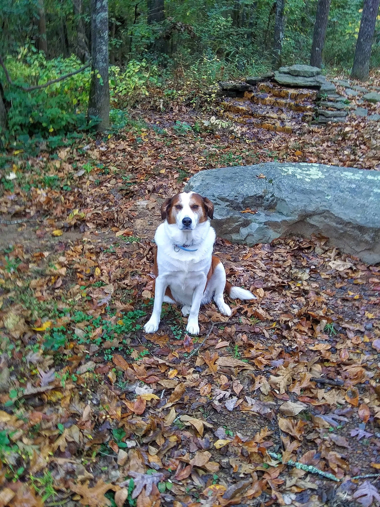 Bella Kate is registered to the contest to win money with this photo: autumn, canidae, carnivore, companion_dog, deciduous, dog, dog_breed, fawn, forest, fur, grass, leaf, plant, soil, sporting_group, tail, temperate_broadleaf_and_mixed_forest, tree, wood, woodland