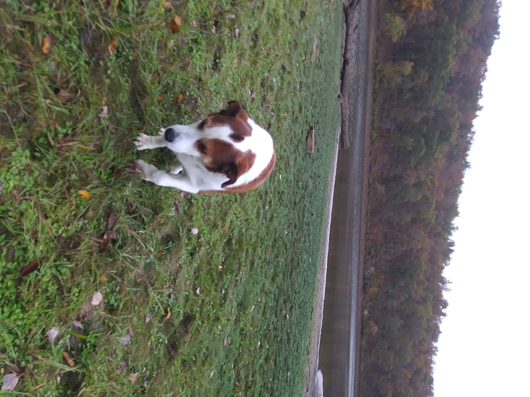 Bella Kate joined the competition — help win amazing prizes! canidae, carnivore, companion_dog, dog, dog_breed, fawn, grass, grass_family, groundcover, landscape, natural_landscape, pasture, plant, sporting_group, tail, tree, trunk, water, wildlife, wood