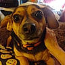 animal, bedroom, blanket, brown_fur, camera_facing, closeup, cozy, cute, dog, emoji_pattern, floppy_ears, indoors, orange_collar, pet, portrait, puppy, shiny_nose, short_fur, sitting, wide_eyes