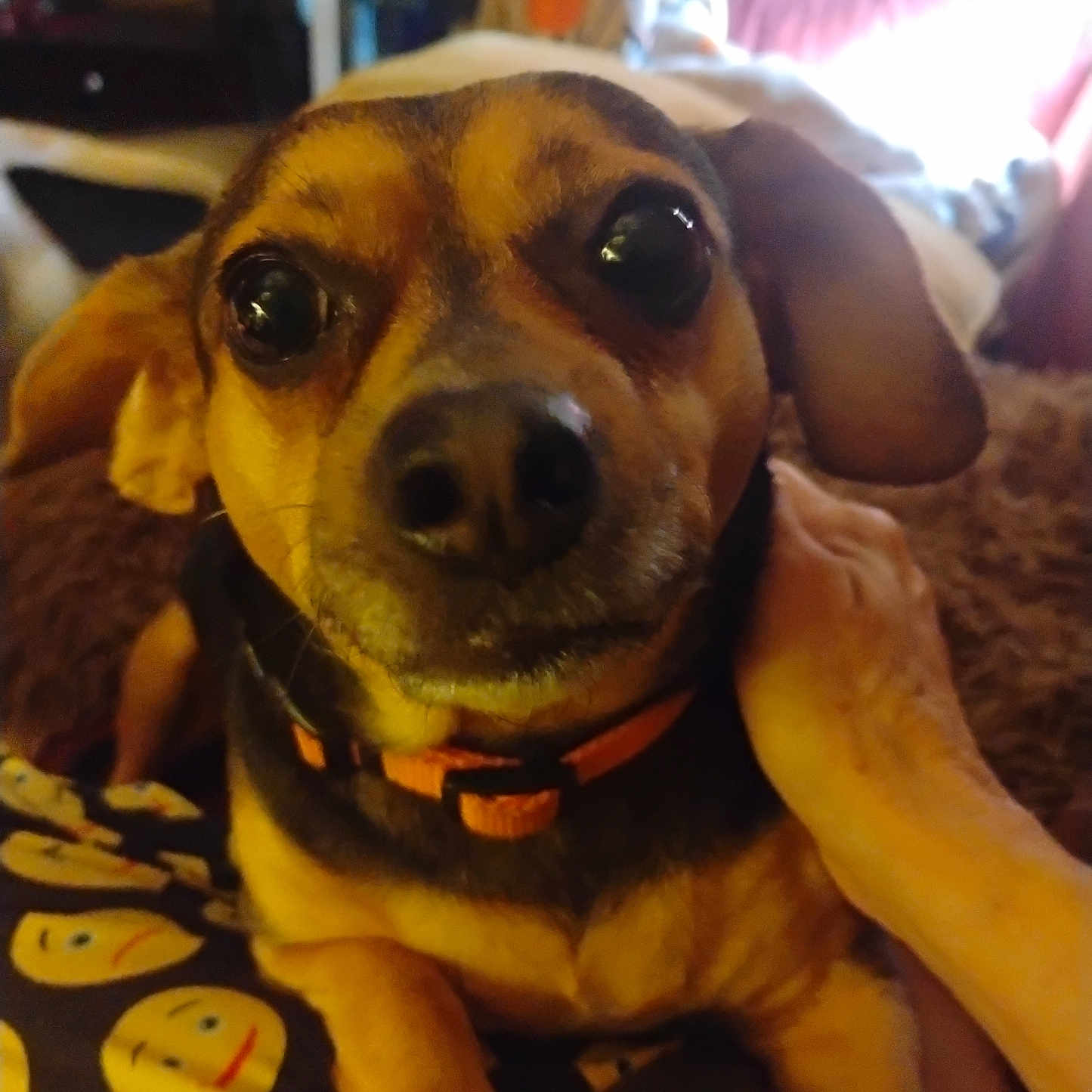 Mollie Ann