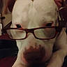 animal, brown_ears, close_up, couch, dim_lighting, dog, eyewear, fashionable, funny, glasses, humorous, indoor, nose, paws, pet, photography, portrait, serious_expression, white_dog, white_fur