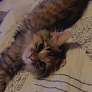 Millie joined the competition — help win amazing prizes! bed, bedding, big_eyes, cat, cozy, cute, ear, face, fur, indoor, kitten, lying_down, nose, pet, portrait, quilt, relaxed, striped_pattern, tabby_cat, whiskers