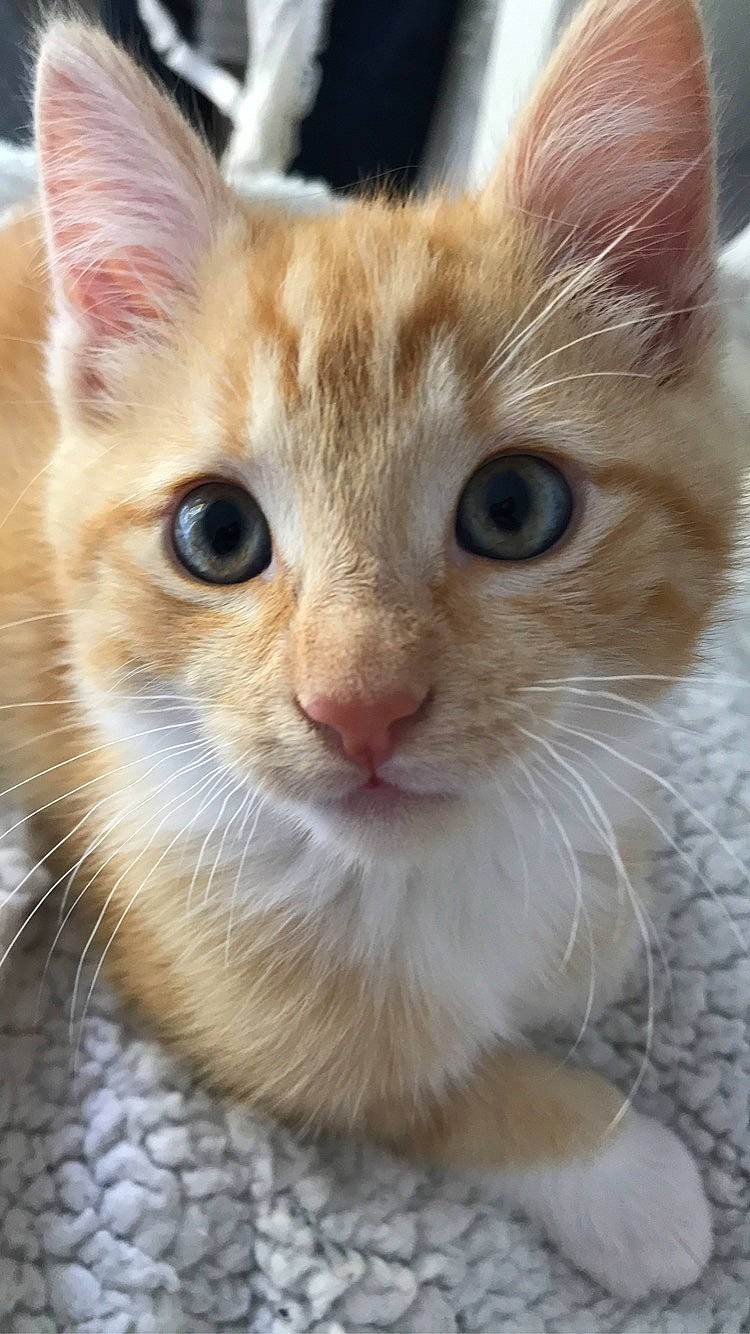Roméo