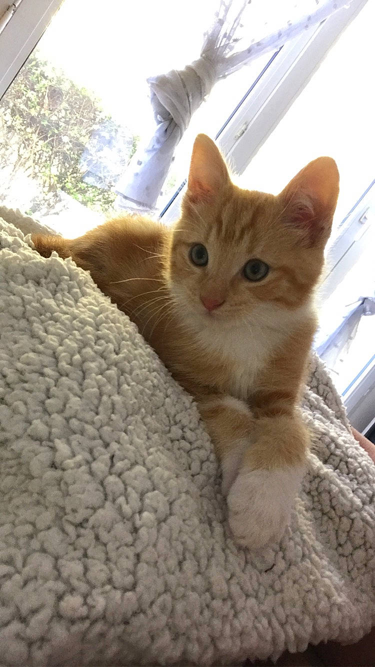 Roméo participe au concours pour gagner de l'argent avec cette photo : aegean_cat, arabian_mau, asian, australian_mist, carnivore, cat, domestic_short_haired_cat, european_shorthair, fawn, felidae, german_rex, kitten, mammal, ojos_azules, polydactyl_cat, small_to_medium_sized_cats, somali, tabby_cat, vertebrate, whiskers