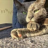 Ryu participe au concours pour gagner de l'argent avec cette photo : cat, gray_cat, pet, animal, feline, green_eyes, whiskers, paws, fur, sleepy, relaxed, lounging, sunlight, close_up, portrait, blanket, indoor, cozy, home, cute
