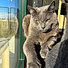 cat, gray_cat, feline, pet, animal, portrait, close_up, yellow_eyes, whiskers, pointed_ears, paws, fur, sitting, lounging, sunlight, window, indoors, scratching_post, sharp_focus, relaxed