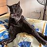 cat, gray_cat, pet, animal, grooming, licking, paw, sitting, stretching, relaxed, sleepy, bed, blanket, floral_pattern, bedroom, dresser, fan, indoor, portrait, funny